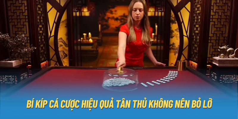 Bí kíp cá cược hiệu quả tân thủ không nên bỏ lỡ