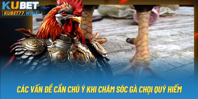 Các vấn đề cần chú ý khi chăm sóc gà chọi quý hiếm