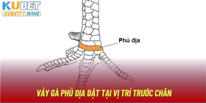 Vảy gà Phủ Địa đặt tại vị trí trước chân