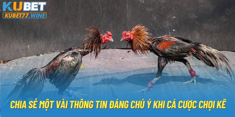 Chia sẻ một vài thông tin đáng chú ý khi cá cược chọi kê