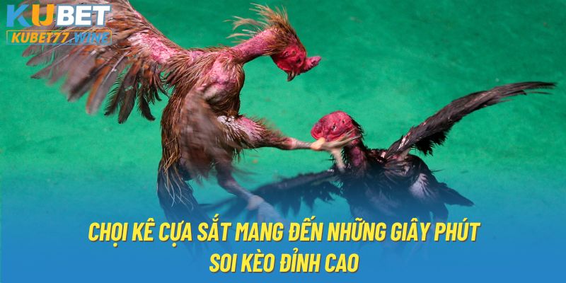 Chọi kê cựa sắt mang đến những giây phút soi kèo đỉnh cao