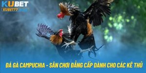 Đá Gà Campuchia - Sân Chơi Đẳng Cấp Dành Cho Các Kê Thủ