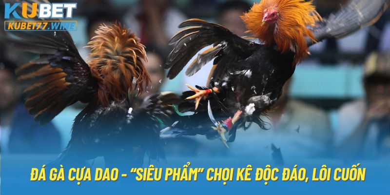 Đá gà cựa dao - “Siêu phẩm” chọi kê độc đáo, lôi cuốn