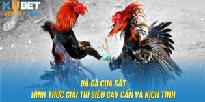 Đá Gà Cựa Sắt - Hình Thức Giải Trí Siêu Gay Cấn Và Kịch Tính