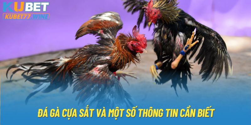 Đá gà cựa sắt và một số thông tin cần biết