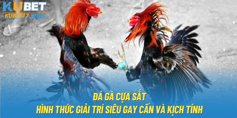 Đá Gà Cựa Sắt - Hình Thức Giải Trí Siêu Gay Cấn Và Kịch Tính