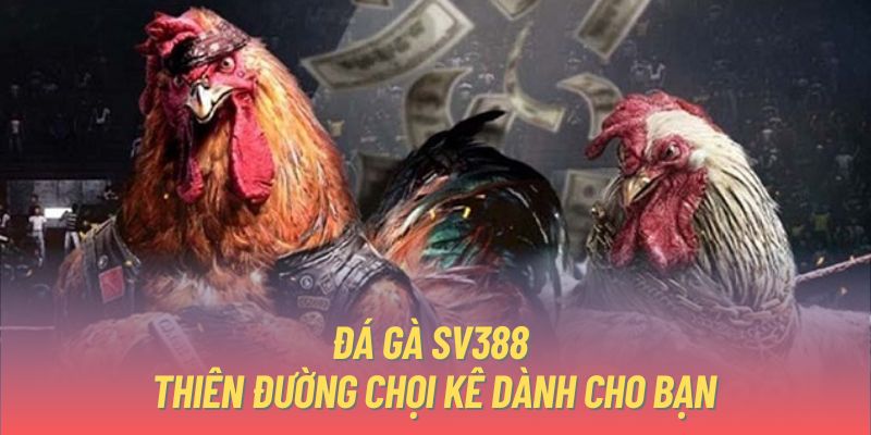 Đá gà SV388 - Thiên đường chọi kê dành cho bạn