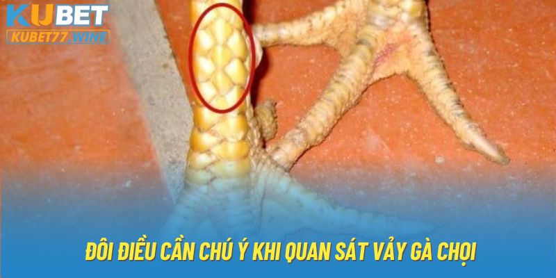 Đôi điều cần chú ý khi quan sát vảy gà chọi