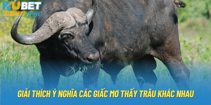 Giải thích ý nghĩa các giấc mơ thấy trâu khác nhau