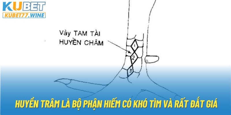 Huyền Trâm là bộ phận hiếm có khó tìm và rất đắt giá