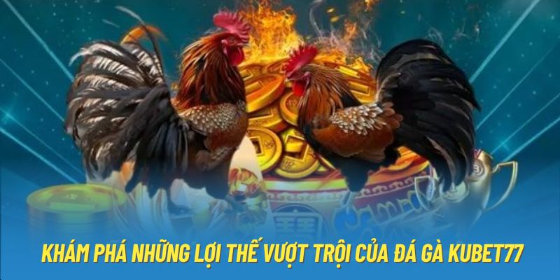 Khám phá những lợi thế vượt trội của đá gà Kubet77