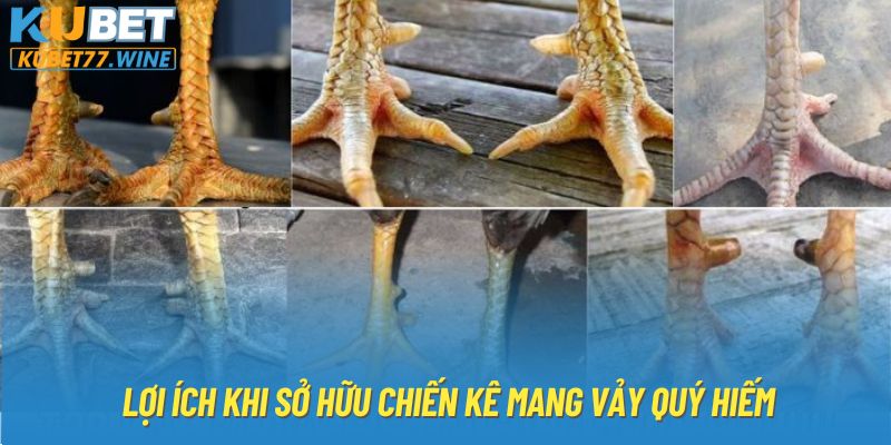 Lợi ích khi sở hữu chiến kê mang vảy quý hiếm