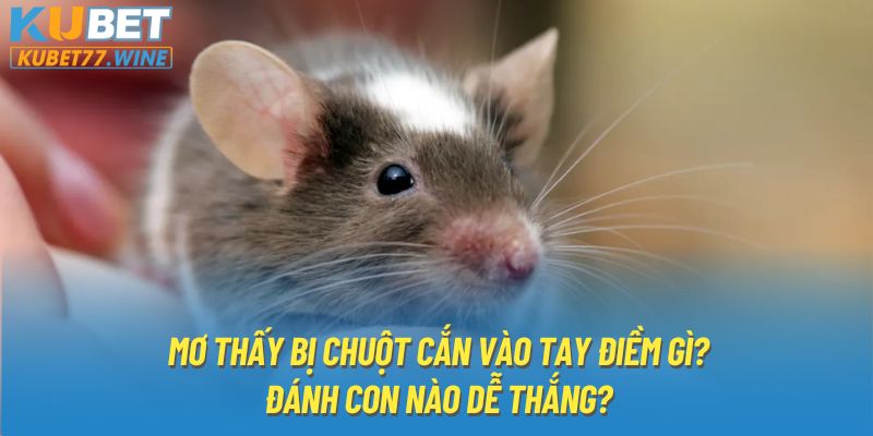 Mơ Thấy Bị Chuột Cắn Vào Tay Điềm Gì? Đánh Con Nào Dễ Thắng?