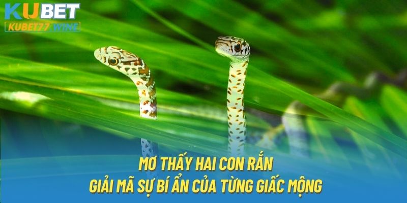 Mơ Thấy Hai Con Rắn | Giải Mã Sự Bí Ẩn Của Từng Giấc Mộng