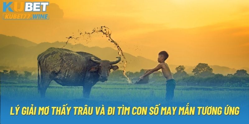 Lý Giải Mơ Thấy Trâu Và Đi Tìm Con Số May Mắn Tương Ứng