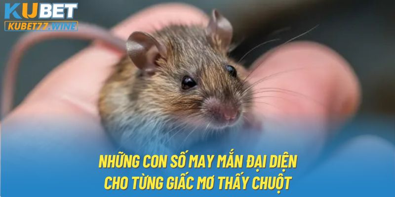 Những con số may mắn đại diện cho từng giấc mơ thấy chuột