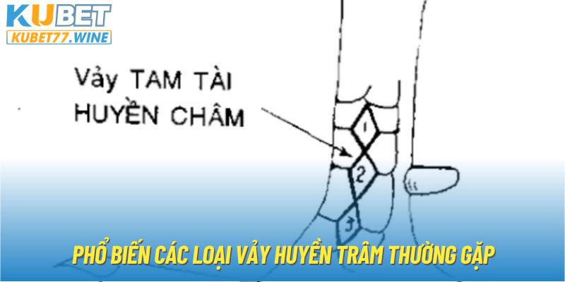 Phổ biến các loại vảy huyền trâm thường gặp