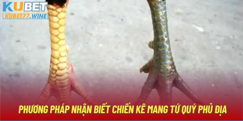 Phương pháp nhận biết chiến kê mang Tứ quý Phủ Địa