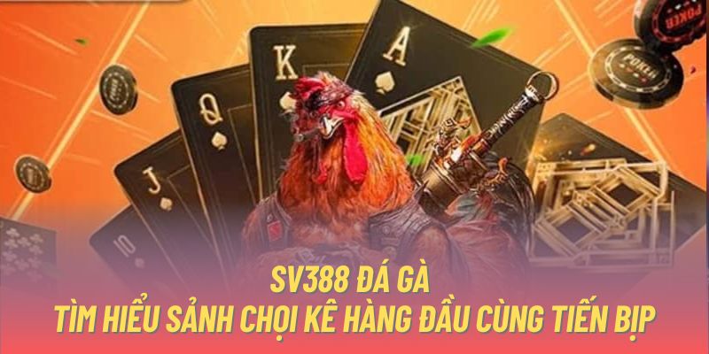 SV388 Đá Gà - Tìm Hiểu Sảnh Chọi Kê Hàng Đầu Cùng Tiến Bịp