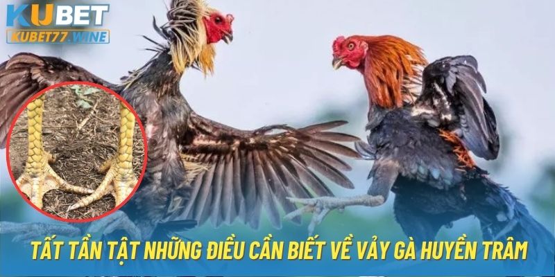 Tất tần tật những điều cần biết về vảy gà huyền trâm