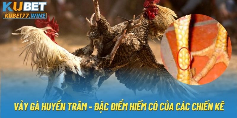 Vảy Gà Huyền Trâm - Đặc Điểm Hiếm Có Của Các Chiến Kê