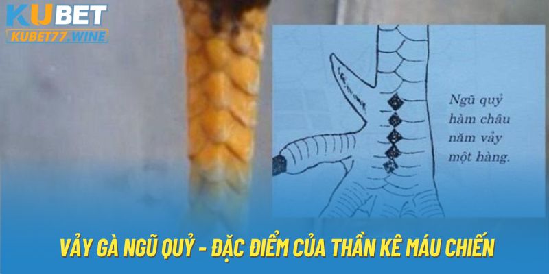 Vảy Gà Ngũ Quỷ - Cùng Kubet77 Phân Tích Thần Kê Máu Chiến