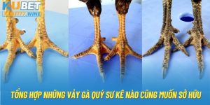 Tổng Hợp Những Vảy Gà Quý Sư Kê Nào Cũng Muốn Sở Hữu