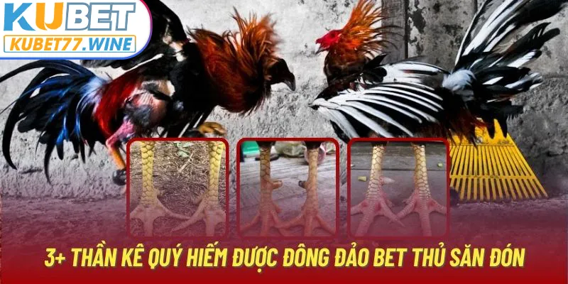 3+ thần kê quý hiếm được đông đảo bet thủ săn đón