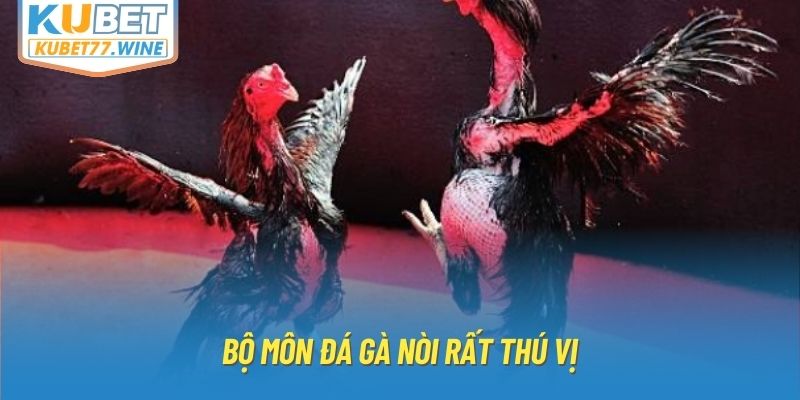 Bộ môn đá gà nòi rất thú vị