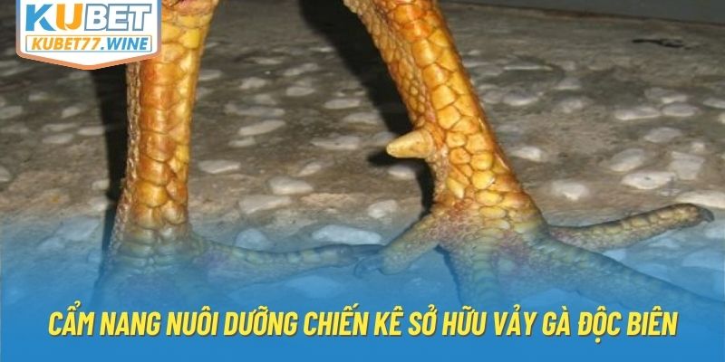 Cẩm nang nuôi dưỡng chiến kê sở hữu vảy gà độc biên