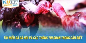 Tìm Hiểu Đá Gà Nòi Và Các Thông Tin Quan Trọng Cần Biết