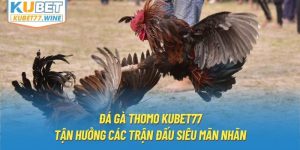 Đá Gà Thomo Kubet77- Tận Hưởng Các Trận Đấu Siêu Mãn Nhãn