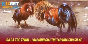 Đá Gà Tre Kubet77 - Loại Hình Giải Trí Tao Nhã Cho Sư Kê