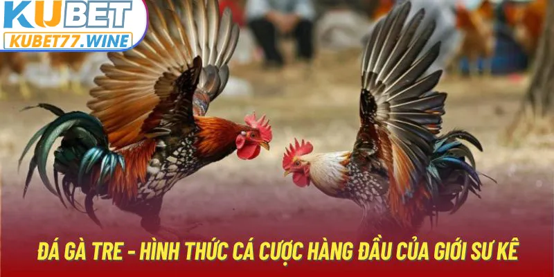 Đá gà tre - Hình thức cá cược hàng đầu của giới sư kê