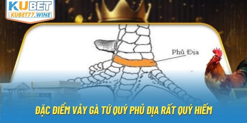 Đặc điểm vảy gà tứ quý phủ địa rất quý hiếm