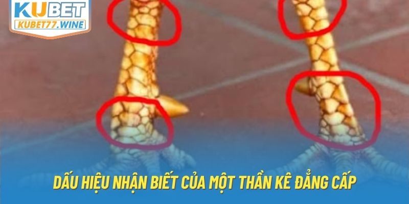 Dấu hiệu nhận biết của một thần kê đẳng cấp