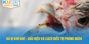 Gà Bị Khò Khè - Dấu Hiệu Và Cách Điều Trị Phòng Ngừa