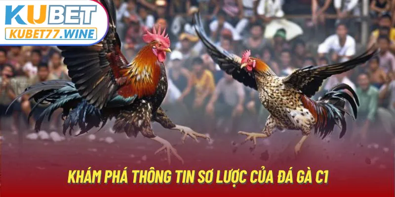 Khám phá thông tin sơ lược của đá gà C1