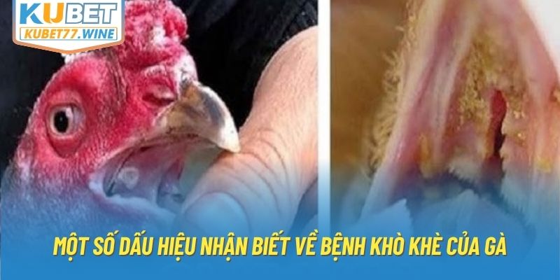 Một số dấu hiệu nhận biết về bệnh khò khè của gà