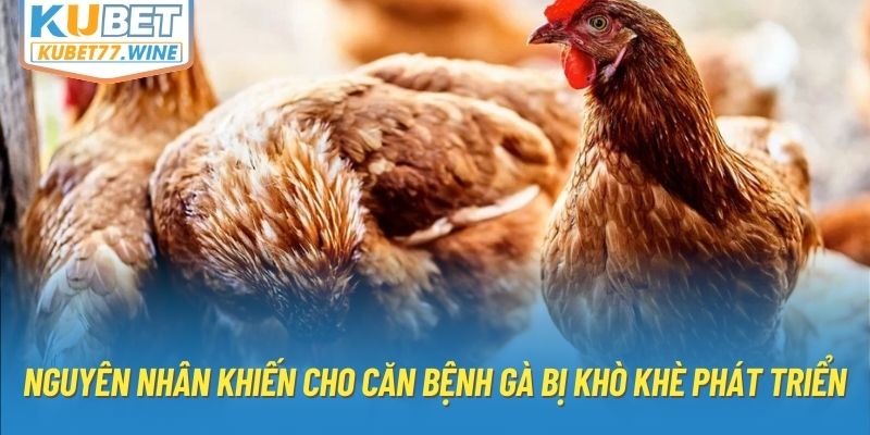 Nguyên nhân khiến cho căn bệnh gà bị khò khè phát triển