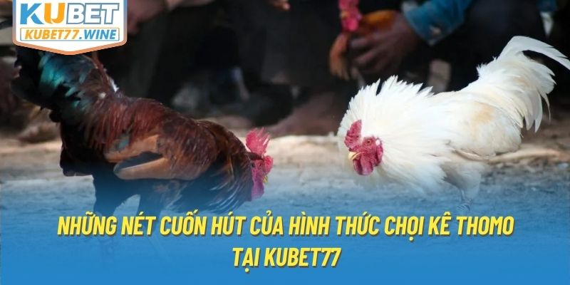 Những nét cuốn hút của hình thức chọi kê Thomo tại Kubet77