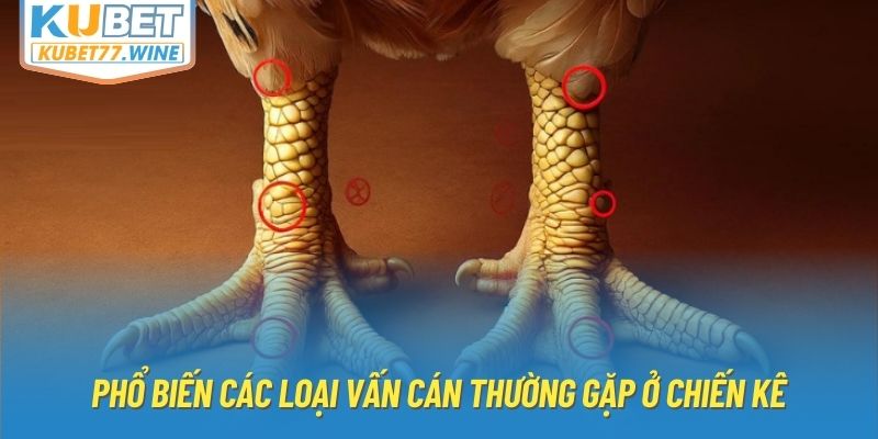 Phổ biến các loại vấn cán thường gặp ở chiến kê