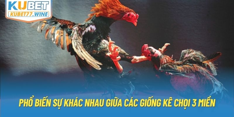 Phổ biến sự khác nhau giữa các giống kê chọi 3 miền