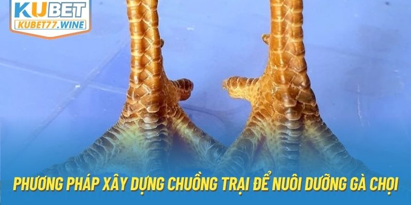 Phương pháp xây dựng chuồng trại để nuôi dưỡng gà chọi