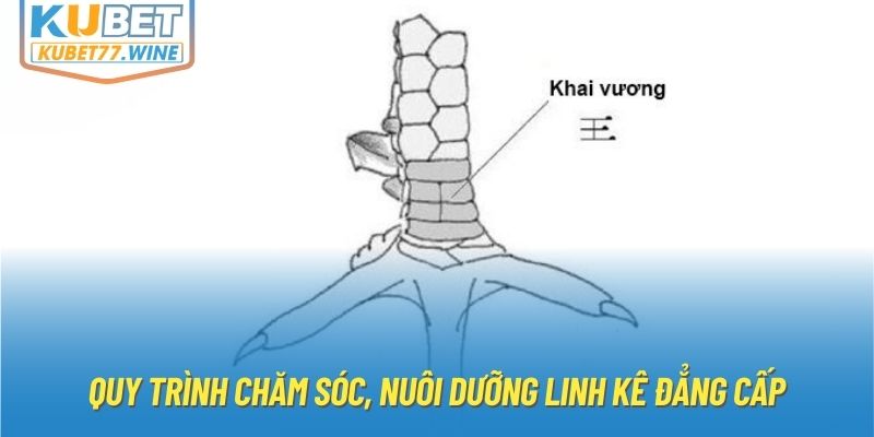 Quy trình chăm sóc, nuôi dưỡng linh kê đẳng cấp