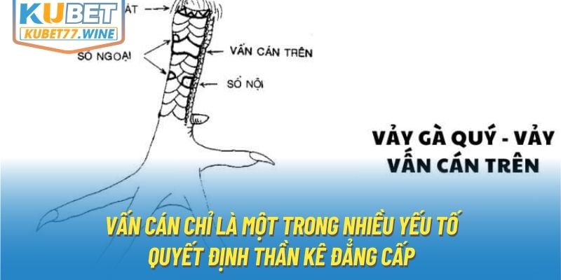 Vấn cán chỉ là một trong nhiều yếu tố quyết định thần kê đẳng cấp