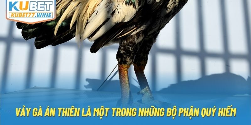 Vảy gà án thiên là một trong những bộ phận quý hiếm