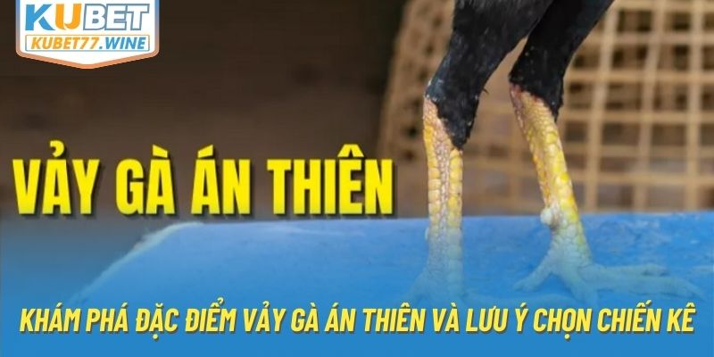 Khám Phá Đặc Điểm Vảy Gà Án Thiên Và Lưu Ý Chọn Chiến Kê