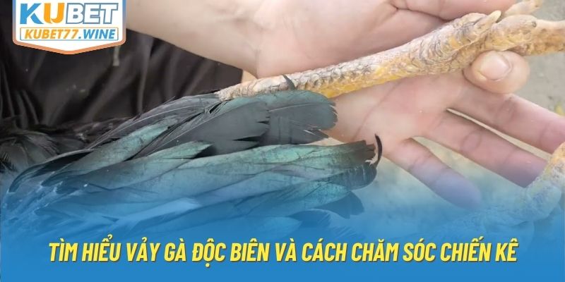 Tìm Hiểu Vảy Gà Độc Biên Và Cách Chăm Sóc Chiến Kê