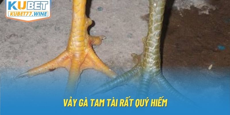 Vảy gà tam tài rất quý hiếm